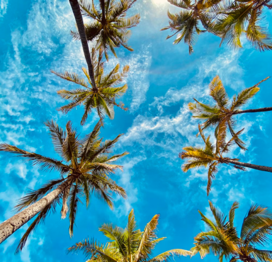 various palm trees and a bright blue sky.