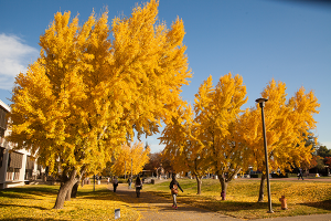 Stan State campus in the fall.
