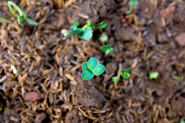 Plant in soil