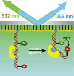 DNA flipping mechanism