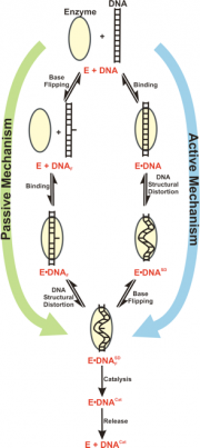 DNA mechanism