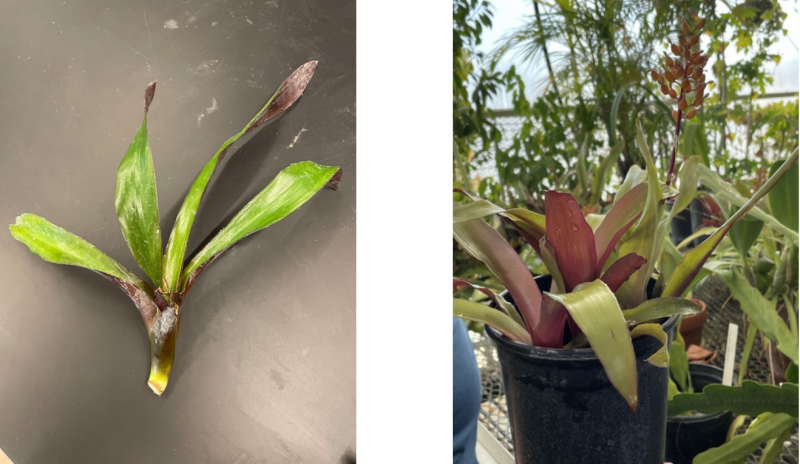 Aechmea miniata
