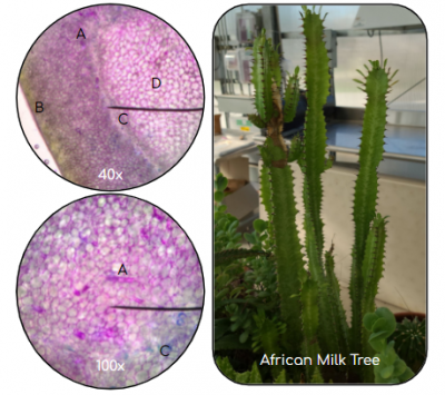 African Milk Tree and its biology