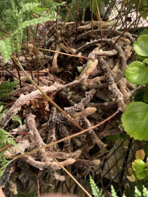 rhizome of Davallia fejeensis