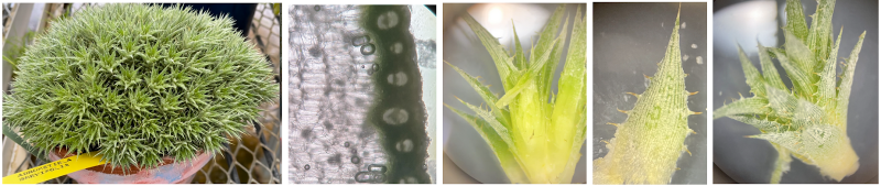 Images (left to right): Lindmania chlorantha, can be found in the greenhouse. A cutting, depicting storage tissue. A cross-section of Lindmania.
