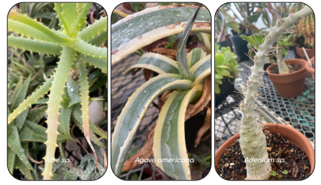 Aloe, Agave, and Adenium plants
