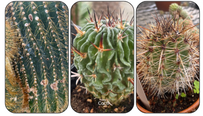 Different types of cacti
