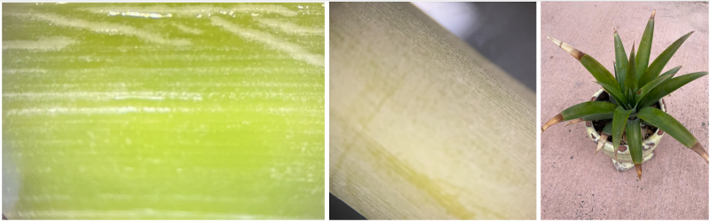 Images (left to right): A member of the pineapple family, this is the back of the pineapple leaf, notice the white fuzz. The front of the pineapple leaf, notice the lines in the flesh. Image of the entire plant.
