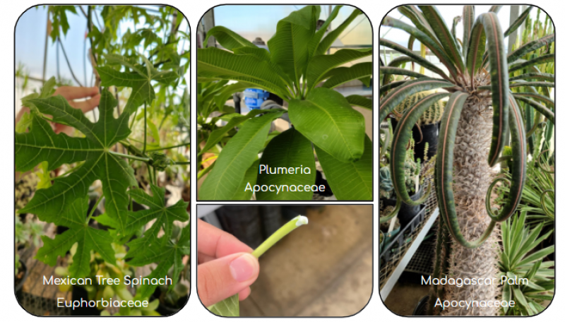 A Euphorbiaceae (left) and two Apocynaceae (right)