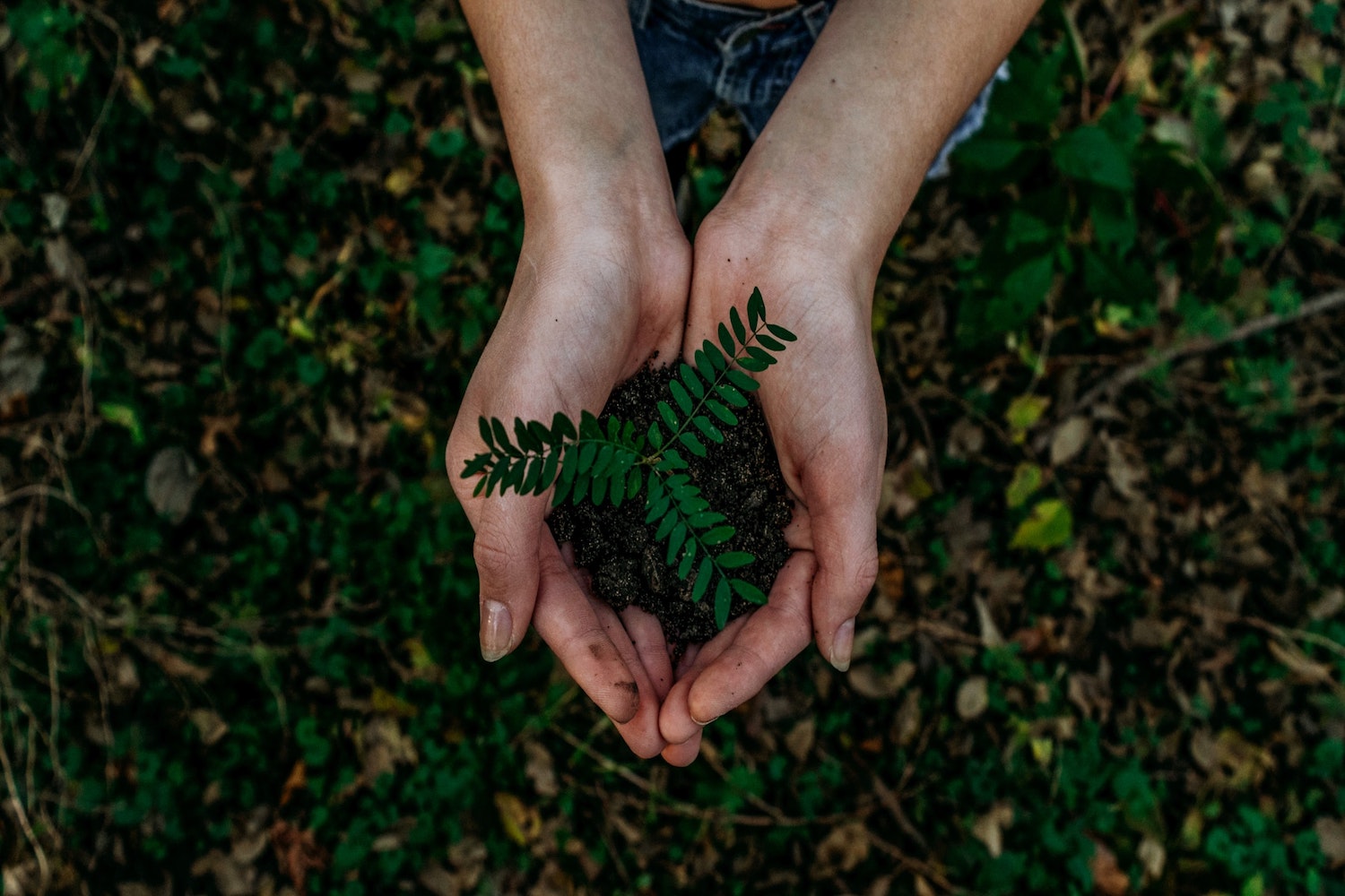 Person holding a small plant and soil in their hands. 