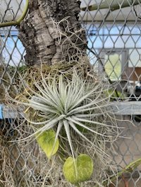 Tillandsia tectorum