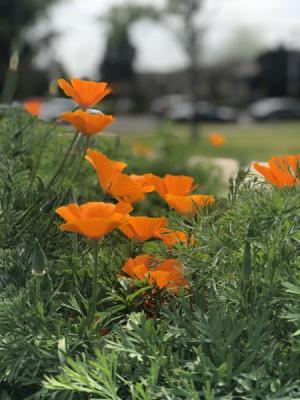 Trans-CA Pathway poppy flowers
