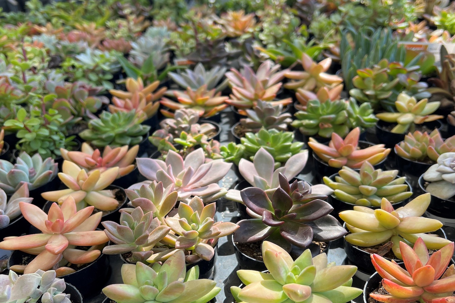 succulents.jpeg Succulents