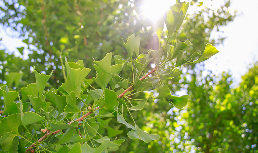 leaves on a tree