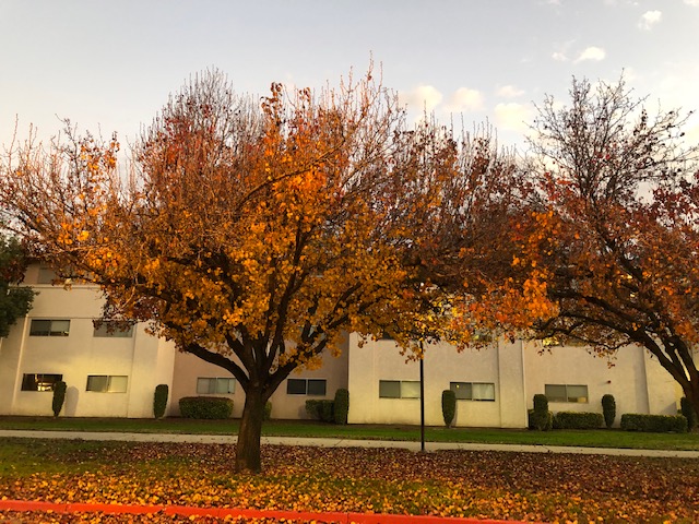 Trees on Stanislaus State