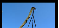 Photo of artwork