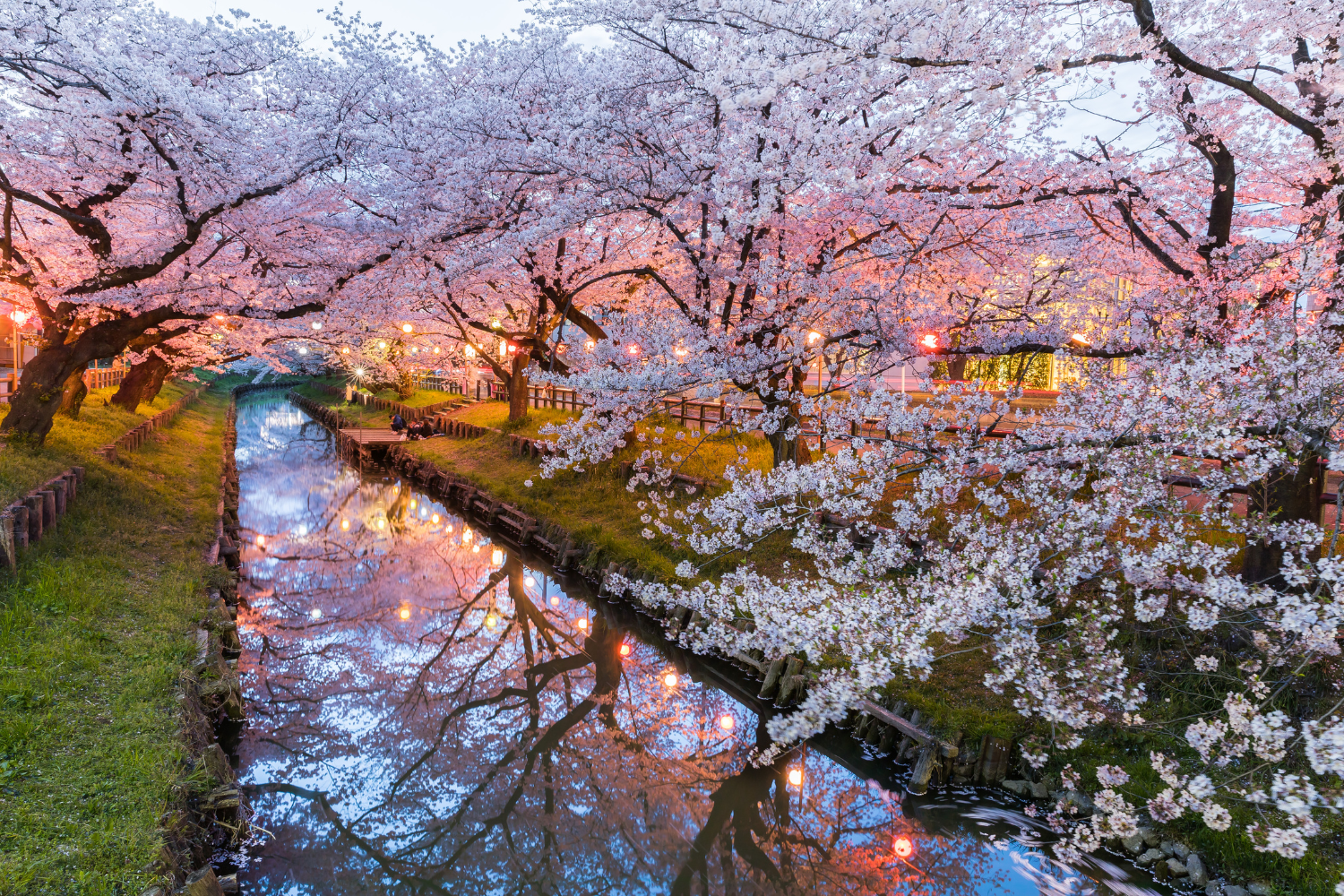 Japanese Cherry blossom trees along the edge of a canal. 