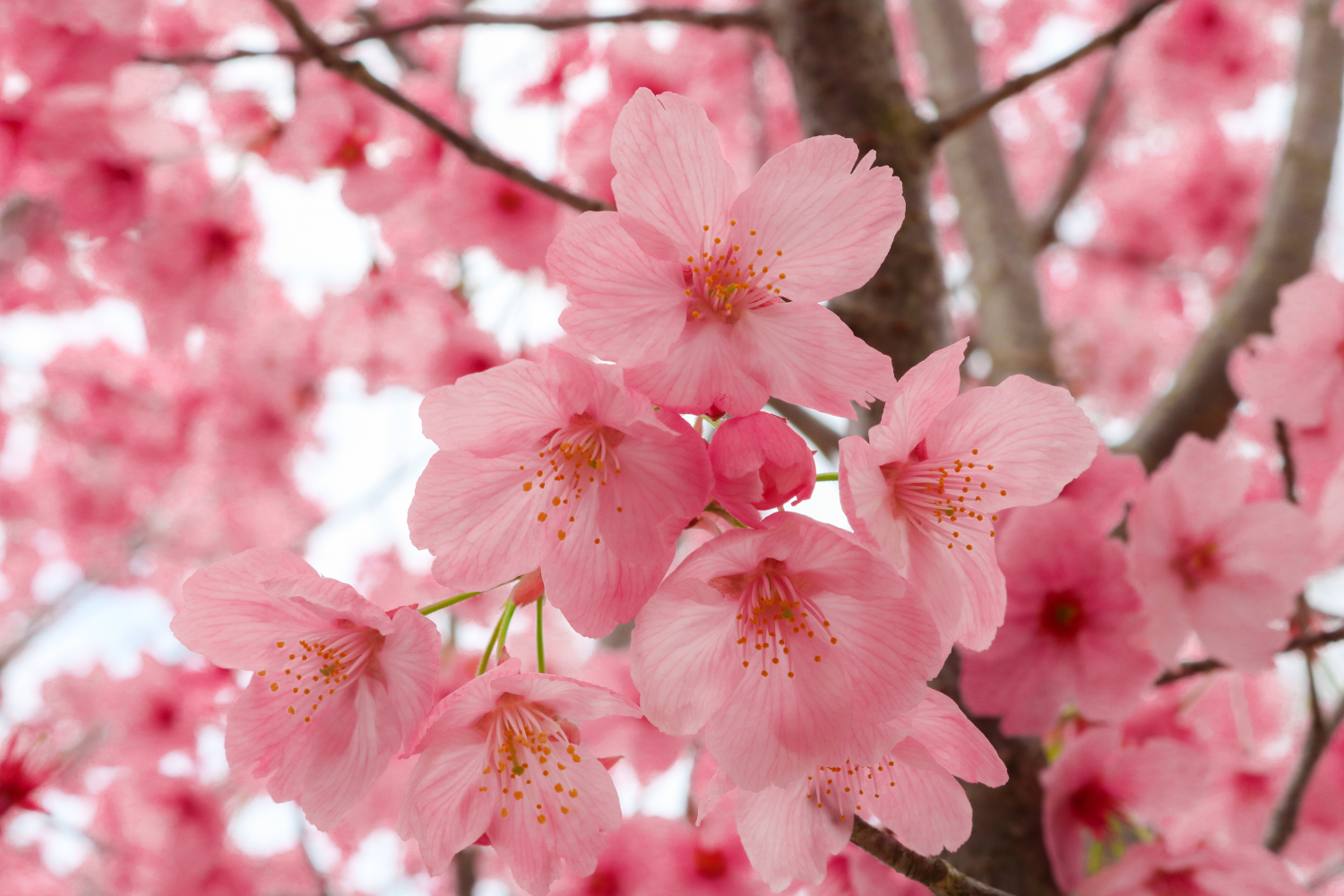 Close up image of pink cherry blossoms.