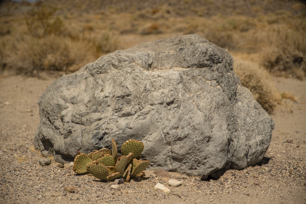 Cactus near rock