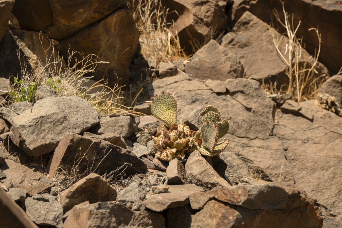 cactus growing in the rocks