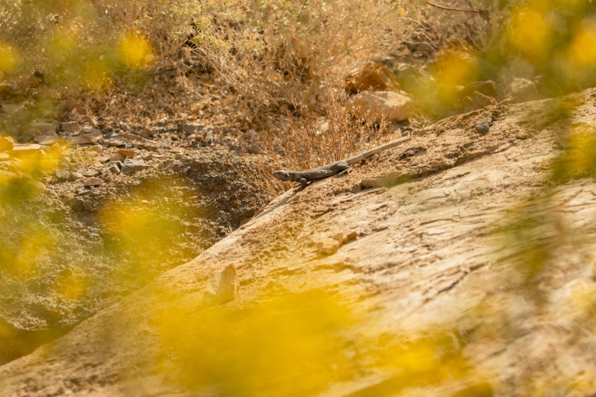 Lizard on a rock in Mosaic Canyon