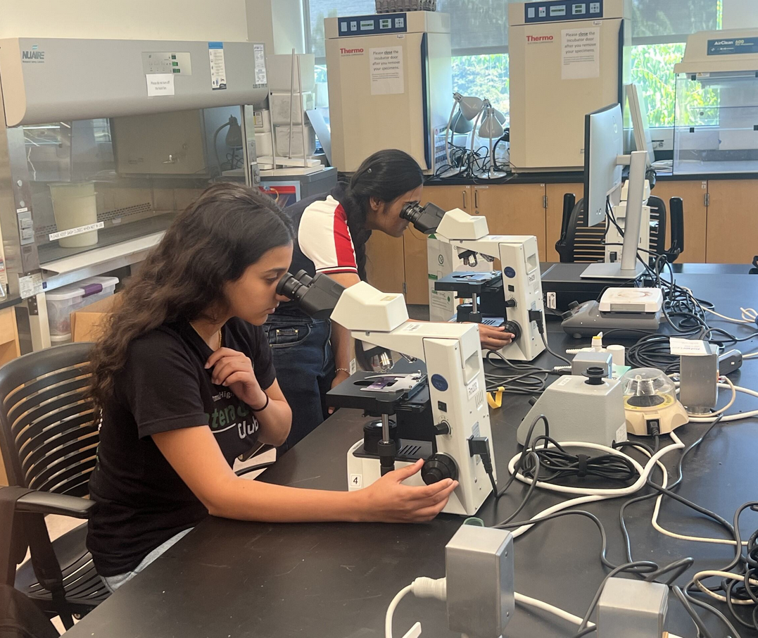 Participants that are looking through microscopes during the S4P Life under the Lens workshop 2025