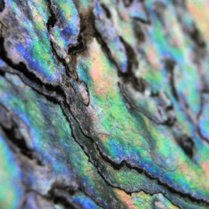 Abalone Shell with an iridescent pattern
