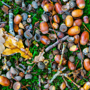 A pile of various acorns and twigs