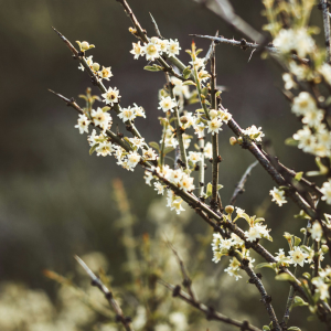 A closeup view of an almond tree with flowers in bloom