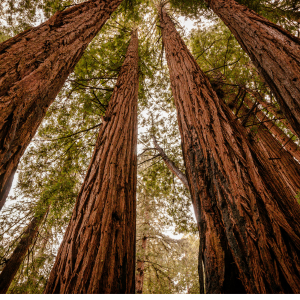 A view of tall redwood trees from the ground-up