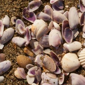 A beach shore lined with sea shells containing various patterns and textures