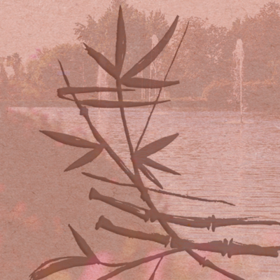 A beautiful branch overlooking the University Reflecting Pond at Stan State