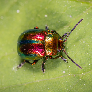 Bug