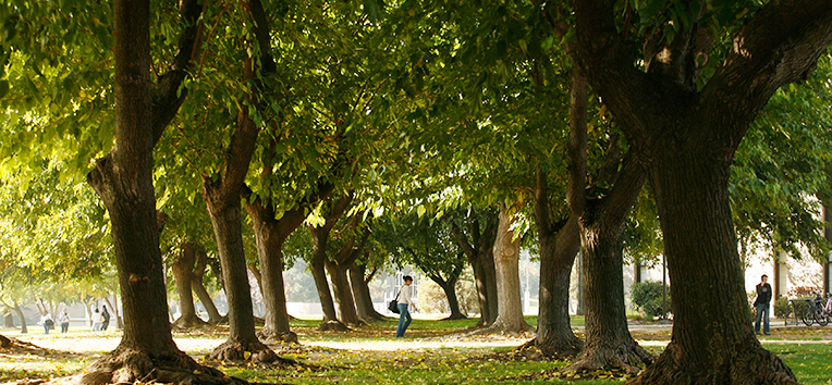 trees on campus