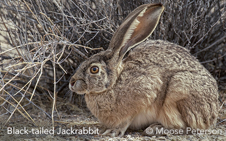 Black-tailed Jackrabbit