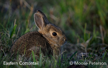 eastern cottontail