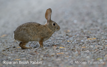Riparian Brush Rabbit