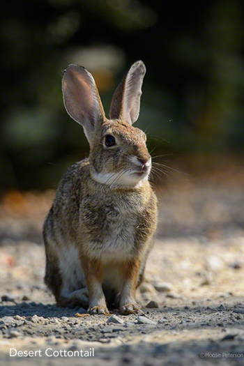 Desert Cottontail