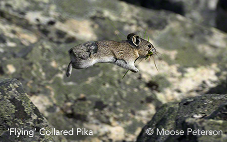 ‘Flying’ Collared Pika