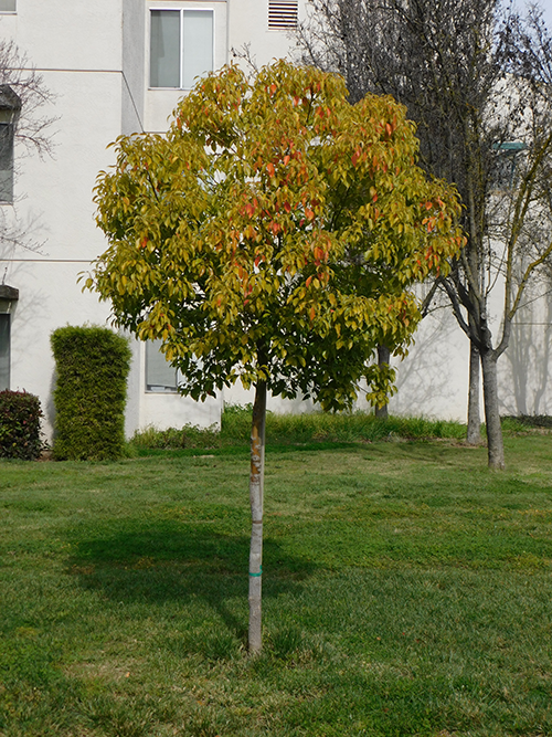 Camphor tree (Cinnamomum camphora) California State University Stanislaus