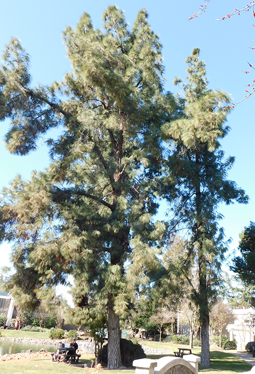 Canary Island Pine (Pinus canariensis) | California State University
