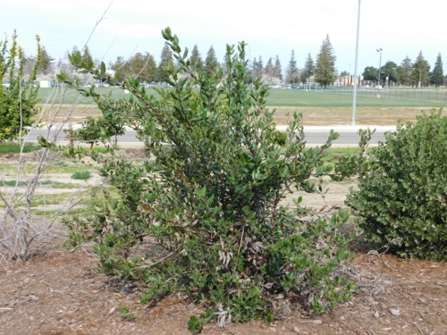 Interior Live Oak Quercus Wislizeni California State