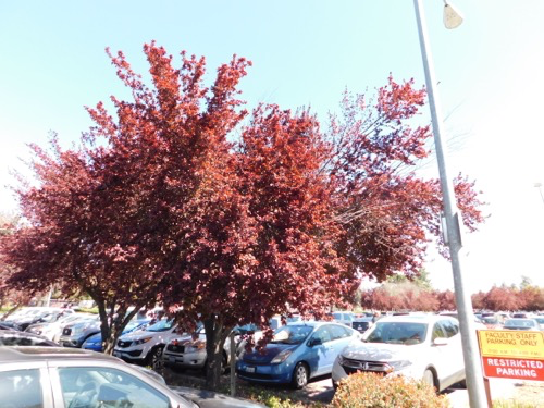 Purple Leaf Plum Thundercloud Prunus Cerasifera California State University Stanislaus