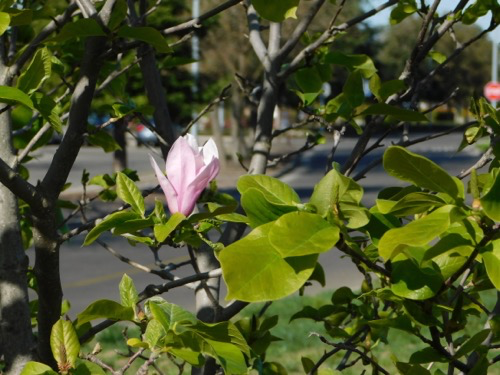 saucer magnolia (Magnolia x soulangeana) | California ...