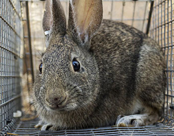 The Endangered Species Recovery Program received $16,000 from the Sacramento Zoo for its research on riparian brush rabbits and other species.