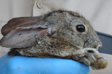 Tiny Ribarian Brush Rabbit with ear tag held by student