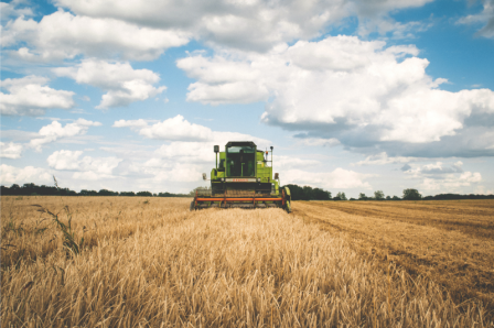 filed of grain