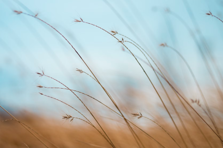calming field of tall grass
