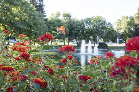 Flowers and fountain