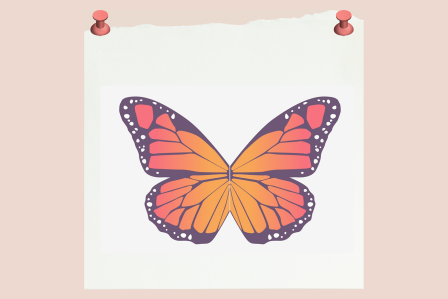 butterfly